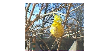 Boules de graisse pour oiseaux