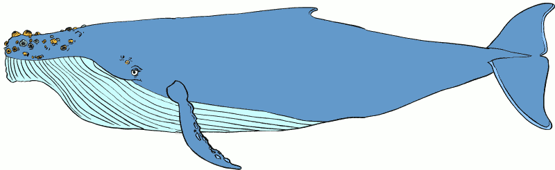 La grande baleine bleue