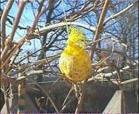 Boule oiseaux