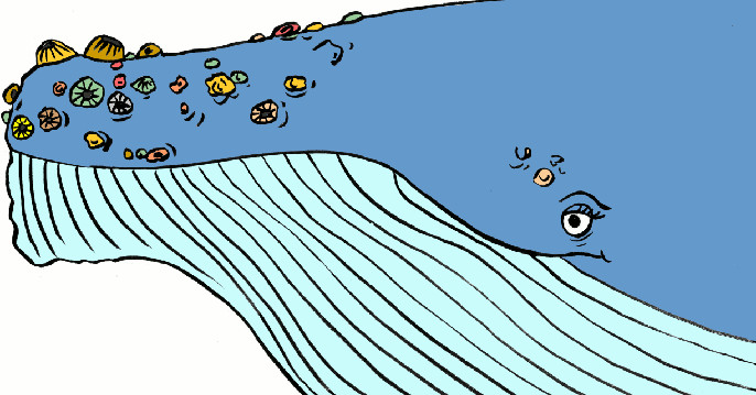La nageoire de la baleine